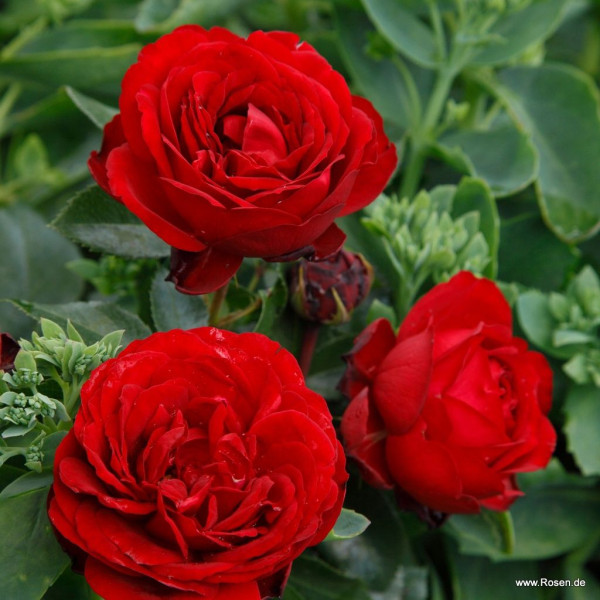 TILL EULENSPIEGEL® TILL EULENSPIEGEL®